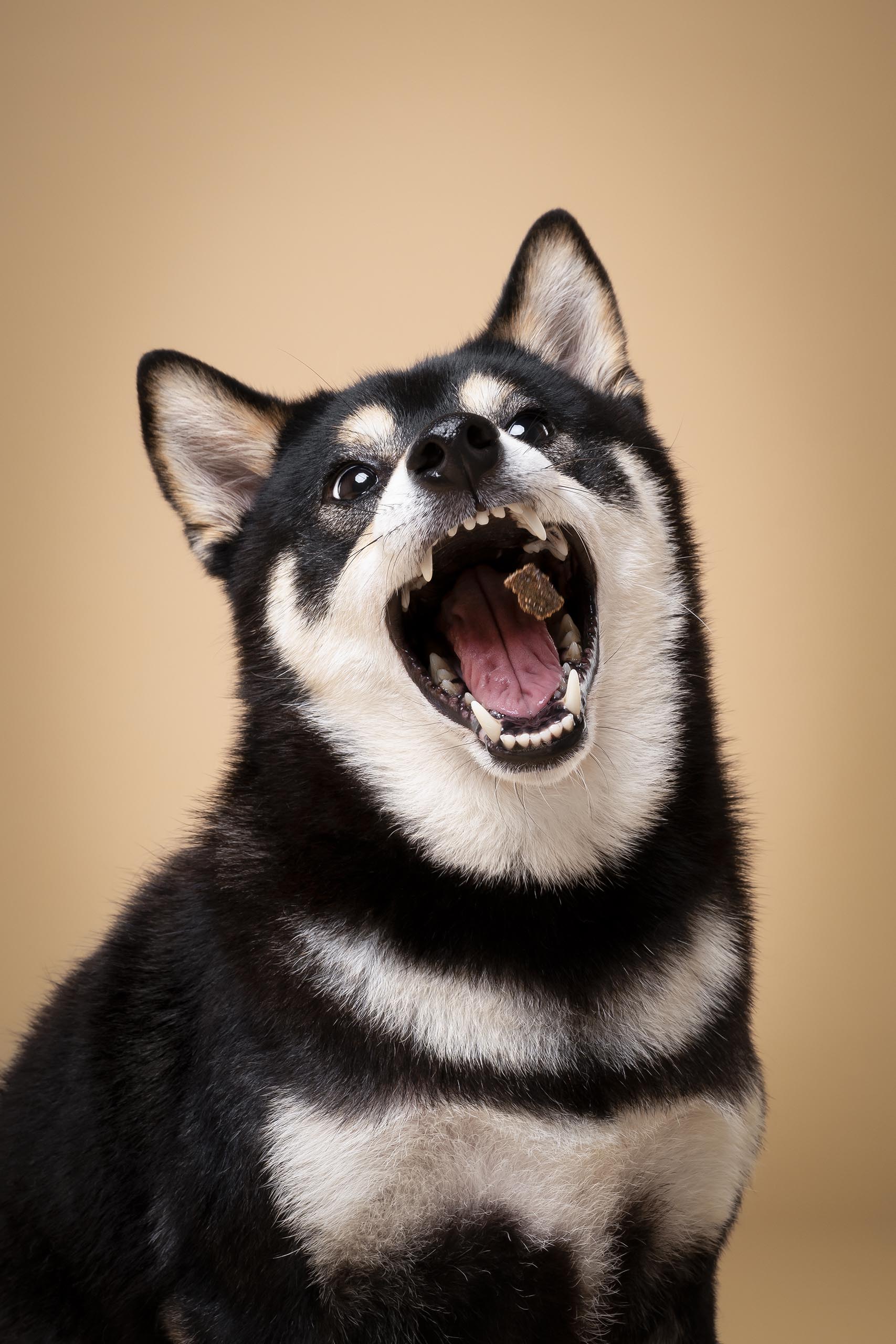 Original dimension.jpg